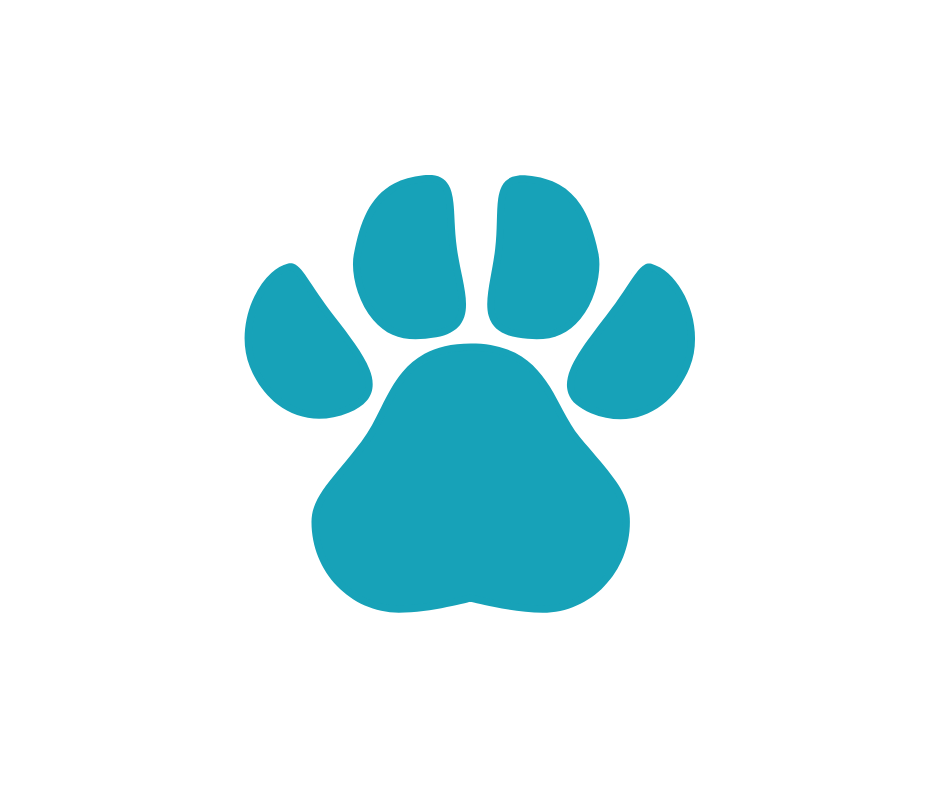 Pet Accessories